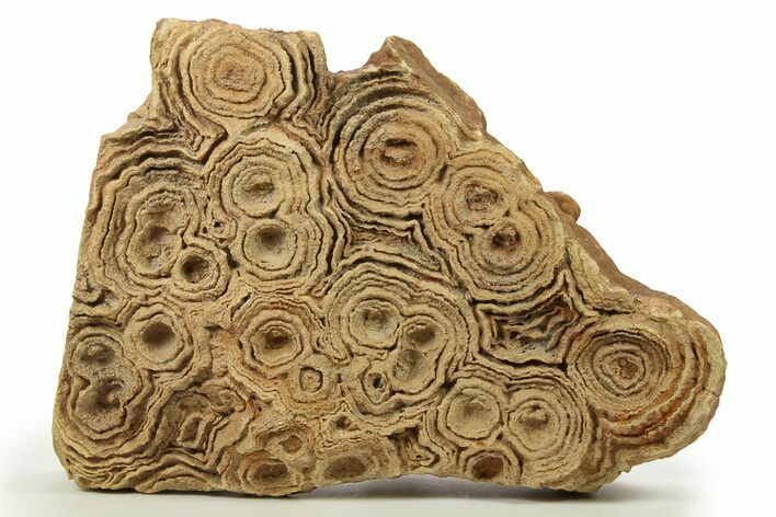 Flower-Like Sandstone Concretion - Pseudo Stromatolite #287073